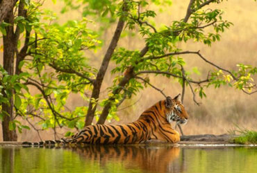 Golden Triangle With Ranthambore Tour